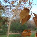 Zelkova carpinifolia rameau